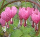 bleeding hearts cropped for web